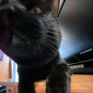 Meet your Posher, Felix